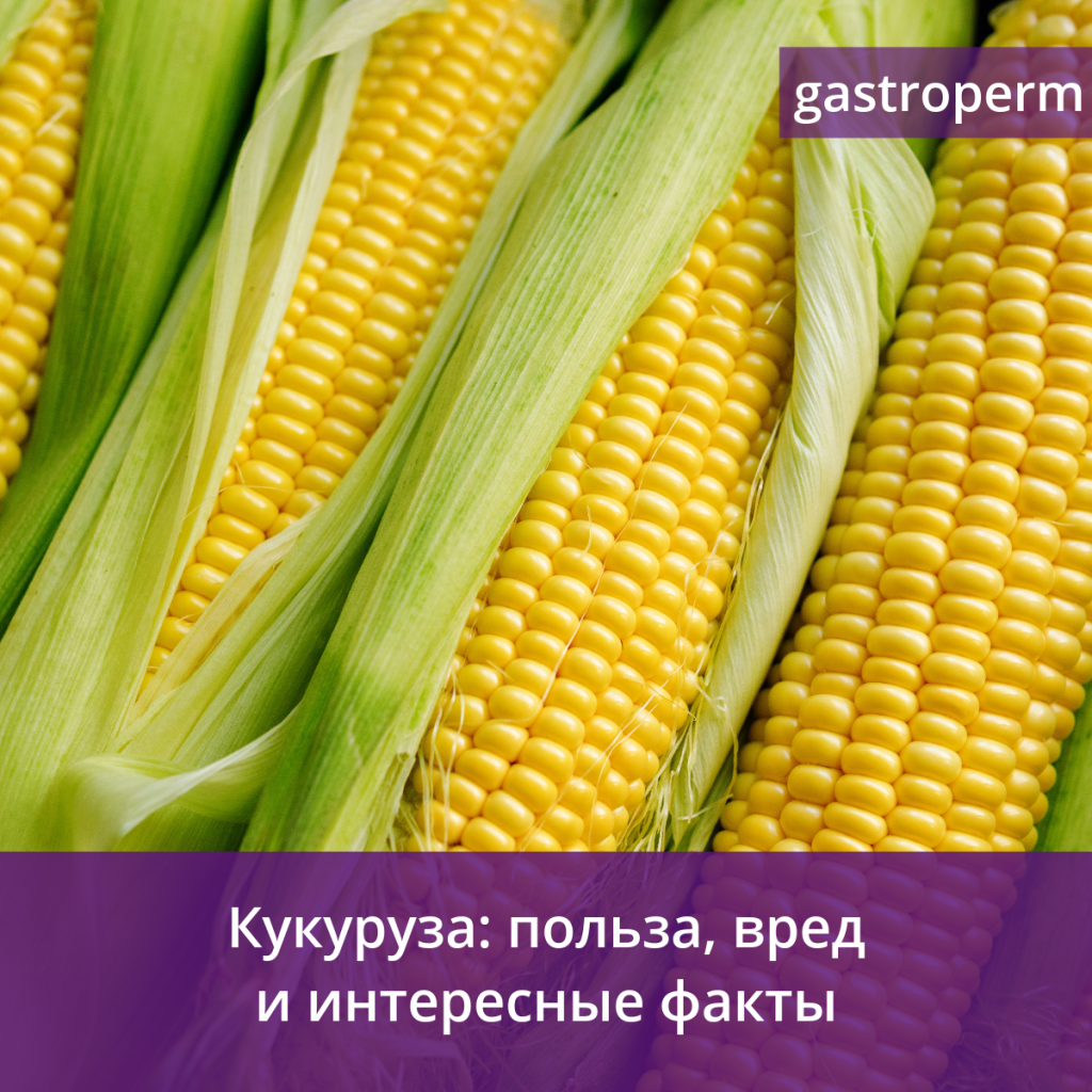 Кукуруза — польза и вред злака