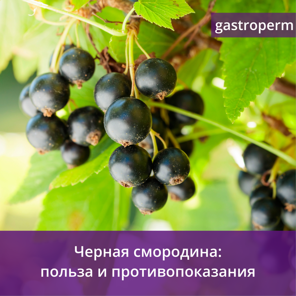 Черная смородина — польза ягоды