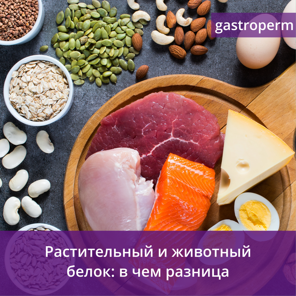 Растительный и животный белок — разница
