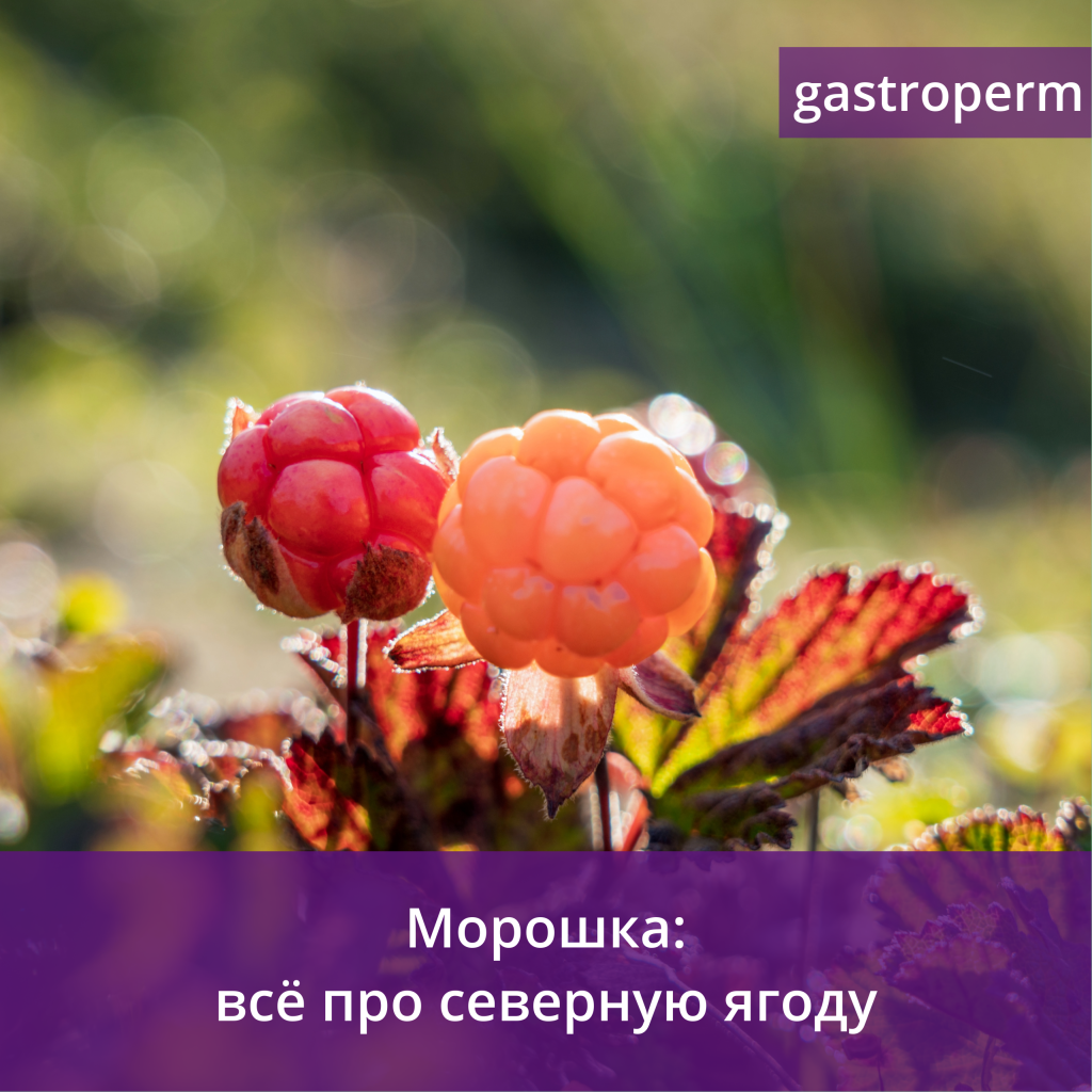 Морошка — польза и вред ягоды